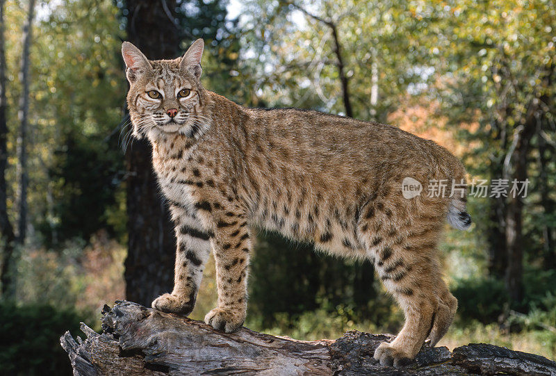 山猫(Lynx rufus)，也被称为红山猫，是一种中型猫，原产于北美。它的分布范围从加拿大南部到美国大部分地区，再到墨西哥的瓦哈卡州。蒙大拿东冰川。